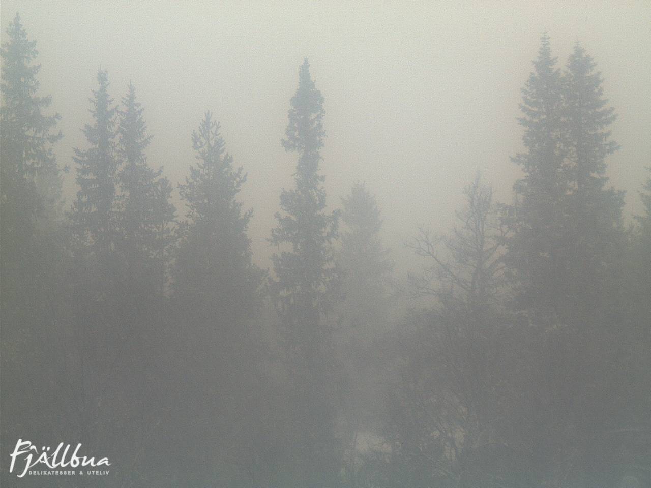 Fjällbua webcam 2024-12-15 12:00